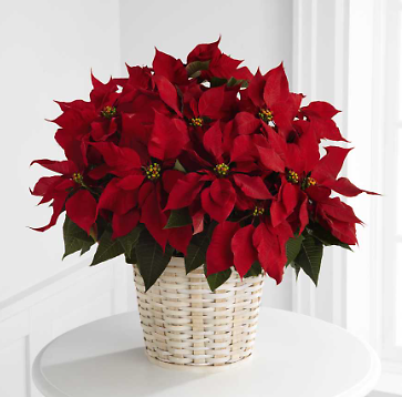 Red 8&quot; Poinsettia