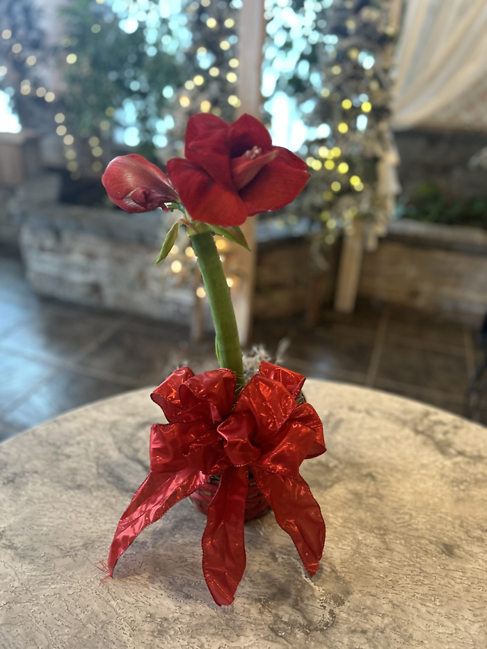 Red Amaryllis