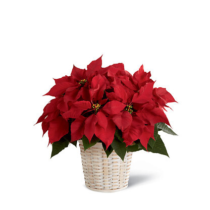 Red 6&quot; Poinsettia