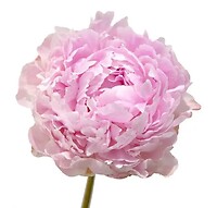 Ad Peony