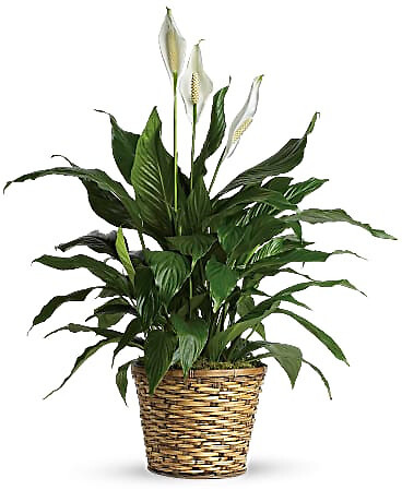 Large Piece Lily
